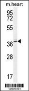 N(Alpha)-Acetyltransferase 30, NatC Catalytic Subunit antibody, 55-694, ProSci, Western Blot image 