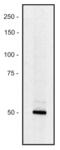 Piccolo Presynaptic Cytomatrix Protein antibody, LS-C204337, Lifespan Biosciences, Western Blot image 