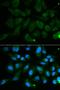 Phosphodiesterase 1B antibody, orb48486, Biorbyt, Immunofluorescence image 