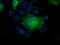 Profilin I antibody, TA501243, Origene, Immunofluorescence image 