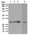 Distal-Less Homeobox 5 antibody, ab109737, Abcam, Western Blot image 