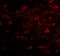 Zinc finger protein 667 antibody, 5219, ProSci Inc, Immunofluorescence image 