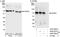 63 kDa membrane protein antibody, A302-258A, Bethyl Labs, Western Blot image 
