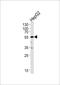 SHC Adaptor Protein 3 antibody, PA5-49554, Invitrogen Antibodies, Western Blot image 