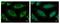 Had antibody, NBP2-16777, Novus Biologicals, Immunofluorescence image 