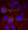 Synuclein Alpha antibody, AP0254, ABclonal Technology, Immunofluorescence image 