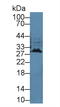 Interferon alpha-1 antibody, LS-C294729, Lifespan Biosciences, Western Blot image 