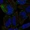 Protocadherin Gamma Subfamily B, 2 antibody, HPA077526, Atlas Antibodies, Immunofluorescence image 