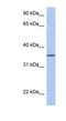 Proline Rich 18 antibody, NBP1-70684, Novus Biologicals, Western Blot image 
