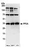 Protein Phosphatase 2 Phosphatase Activator antibody, A300-732A, Bethyl Labs, Western Blot image 