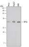 Ribosomal Protein S6 antibody, MAB5436, R&D Systems, Western Blot image 