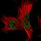 FCF1 RRNA-Processing Protein antibody, HPA046681, Atlas Antibodies, Immunofluorescence image 