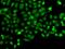 Programmed cell death protein 5 antibody, orb247881, Biorbyt, Immunofluorescence image 