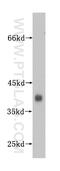 Synaptophysin antibody, 17785-1-AP, Proteintech Group, Western Blot image 