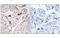 Alkaline Ceramidase 3 antibody, MBS5301343, MyBioSource, Immunohistochemistry paraffin image 