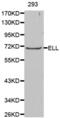 RNA polymerase II elongation factor ELL antibody, abx000806, Abbexa, Western Blot image 