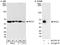 Protein RCC2 antibody, A300-873A, Bethyl Labs, Immunoprecipitation image 