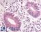 Phosphodiesterase 3A antibody, LS-A749, Lifespan Biosciences, Immunohistochemistry frozen image 