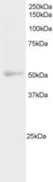 Nuclear Factor, Interleukin 3 Regulated antibody, TA302736, Origene, Western Blot image 