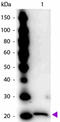 Ferritin Heavy Chain 1 antibody, R1596PS, Origene, Western Blot image 