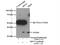 Replication factor C subunit 5 antibody, 10385-1-AP, Proteintech Group, Immunoprecipitation image 