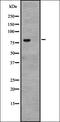 Calcium Voltage-Gated Channel Auxiliary Subunit Beta 4 antibody, orb335101, Biorbyt, Western Blot image 