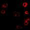 Kinesin Light Chain 1 antibody, orb378148, Biorbyt, Immunofluorescence image 