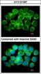 Adenosylhomocysteinase antibody, GTX101387, GeneTex, Immunofluorescence image 