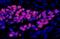 IgG-heavy and light chain antibody, A90-137D3, Bethyl Labs, Immunofluorescence image 