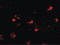 Mex-3 RNA Binding Family Member A antibody, LS-C82872, Lifespan Biosciences, Immunofluorescence image 