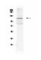 Solute carrier family 12 member 3 antibody, PA5-80004, Invitrogen Antibodies, Western Blot image 