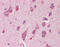 GAPDH antibody, 51-854, ProSci, Immunohistochemistry frozen image 