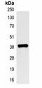 DNA repair protein XRCC4 antibody, orb323202, Biorbyt, Immunoprecipitation image 