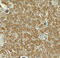 Ta antibody, 8045, ProSci Inc, Immunohistochemistry frozen image 
