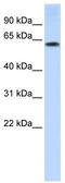 Tripartite Motif Containing 55 antibody, TA330491, Origene, Western Blot image 