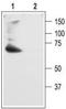 Potassium voltage-gated channel subfamily D member 2 antibody, TA328937, Origene, Western Blot image 