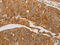 Prx-III antibody, CSB-PA210969, Cusabio, Immunohistochemistry frozen image 
