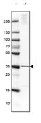 Family With Sequence Similarity 107 Member B antibody, PA5-58871, Invitrogen Antibodies, Western Blot image 
