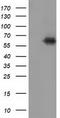 Kelch Like ECH Associated Protein 1 antibody, LS-C172466, Lifespan Biosciences, Western Blot image 