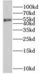 Sedoheptulokinase antibody, FNab07855, FineTest, Western Blot image 