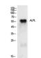Alkaline Phosphatase, Biomineralization Associated antibody, STJ97258, St John