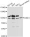 Ubiquitin Interaction Motif Containing 1 antibody, A14512, ABclonal Technology, Western Blot image 