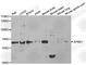 Amyloid Beta Precursor Protein Binding Family B Member 1 antibody, A1944, ABclonal Technology, Western Blot image 