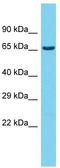 Ubiquitin Associated And SH3 Domain Containing B antibody, TA342610, Origene, Western Blot image 