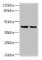 Chitinase Domain Containing 1 antibody, CSB-PA883614LA01HU, Cusabio, Western Blot image 