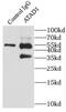 ATPase family AAA domain-containing protein 1 antibody, FNab00654, FineTest, Immunoprecipitation image 