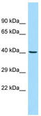 Proteasomal ubiquitin receptor ADRM1 antibody, TA342592, Origene, Western Blot image 