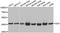 Guanine Deaminase antibody, A01619, Boster Biological Technology, Western Blot image 