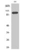 Cell Division Cycle Associated 2 antibody, PA5-51045, Invitrogen Antibodies, Western Blot image 