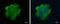 VPS18 Core Subunit Of CORVET And HOPS Complexes antibody, GTX130176, GeneTex, Immunocytochemistry image 